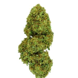 🌿 Jack Herer – La Leyenda Sigue Viva
