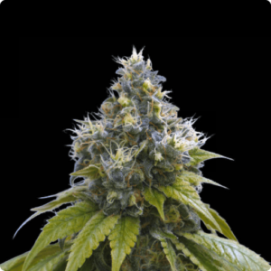 Bruma Norte 2.0 FEMINIZADA Oracle Seeds