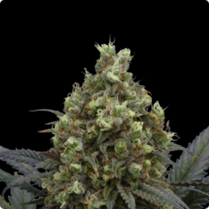 Bruma Norte FEMINIZADA Oracle Seeds