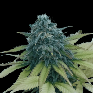 Freaky Moonlight Queen FEMINIZADA Oracle Seeds