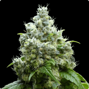 Jazmilius and Delicious FEMINIZADA  Oracle Seeds