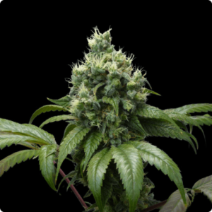 Lareira FEMINIZADA Oracle Seeds