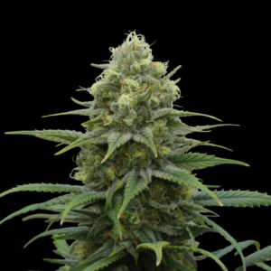 Miss White And Freak FEMINIZADA Oracle Seeds