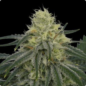Mister White & Co FEMINIZADA Oracle Seeds