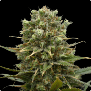 Oracle Dreams FEMINIZADA  Oracle Seeds