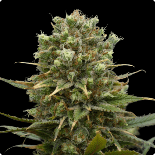 Oracle Dreams FEMINIZADA Oracle Seeds