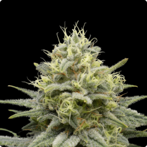 Wolf Eskrol FEMINIZADA Oracle Seeds