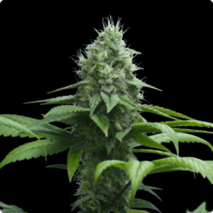 Dia Zero Oracle Seeds