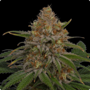 Zokas Remember Oracle Seeds