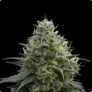Zokas Sapphire FEMINIZADA Oracle Seeds