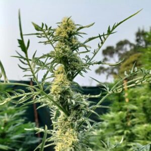 Friki Coral Bx5 Regular Oracle Seeds