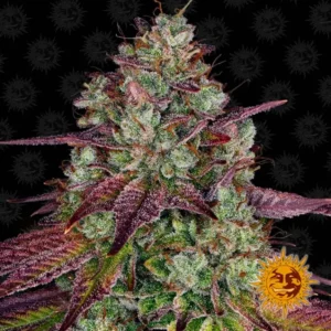 Mimosa Evo Barneys Farm