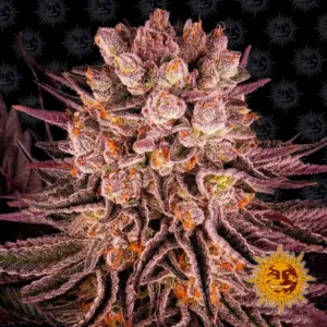 Mimosa X Orange Punch Barneys Farm