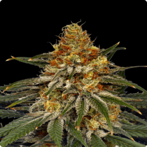 Troyana FEMINIZADA FEMINIZADA Oracle Seeds