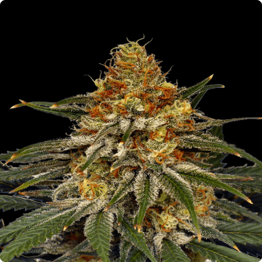 Troyana FEMINIZADA FEMINIZADA Oracle Seeds