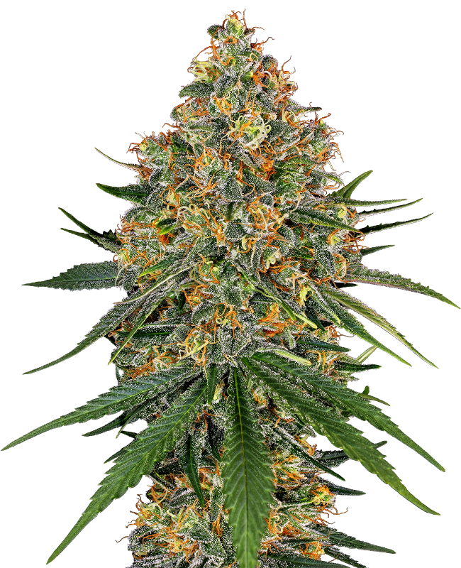 White cheese (5) 100% white label