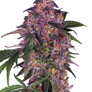 Sensi purple kush