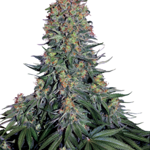 Blue skunk