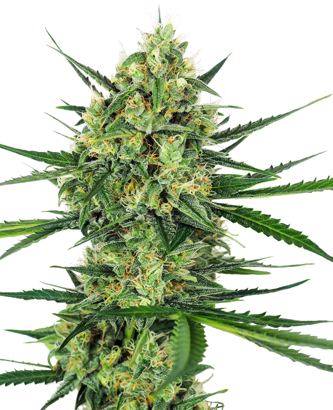 Tngerine suga (3) 100% sensi seeds
