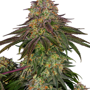 Sweet cherry kush