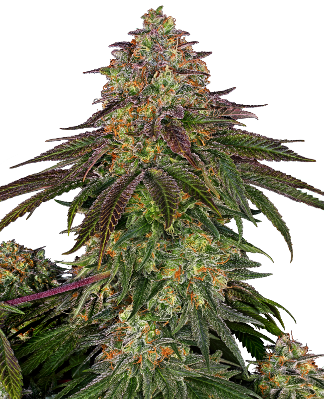 Sweet cherry kush