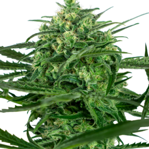 Sensi amnesia