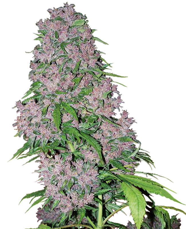 Purple bud