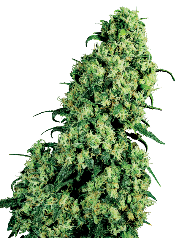 Skunk 1