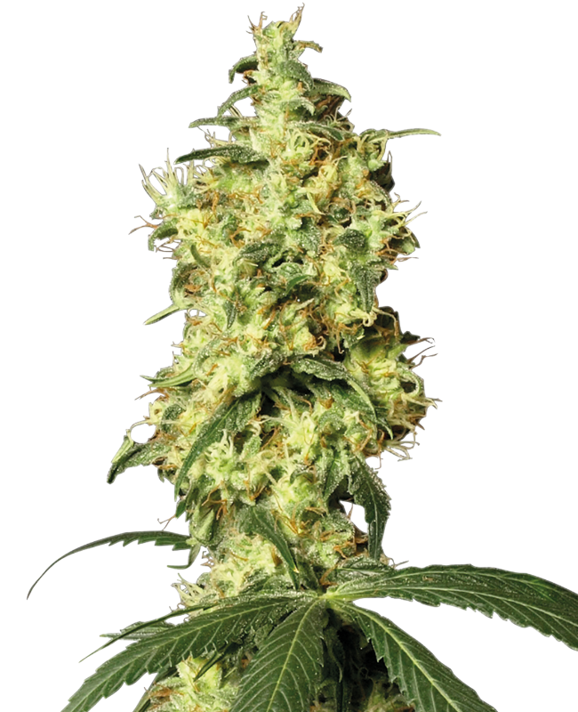 White widow auto