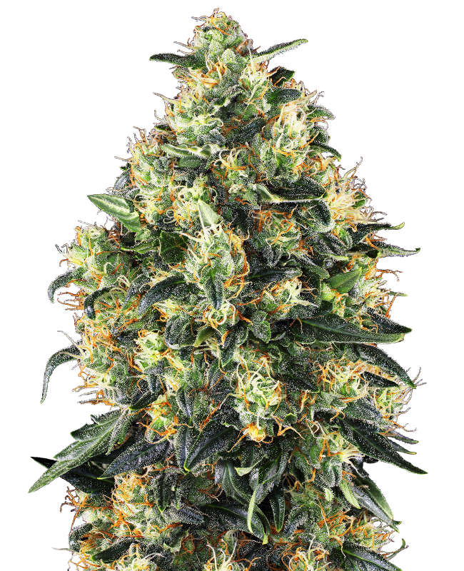 Super skunk auto