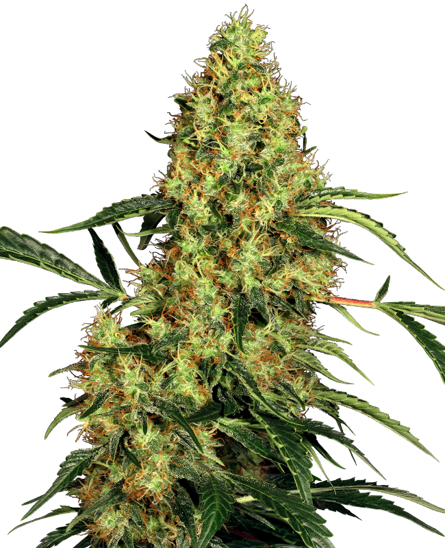 Mexican sativa