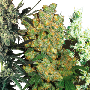Feminized mix.