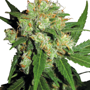 Sensi skunk