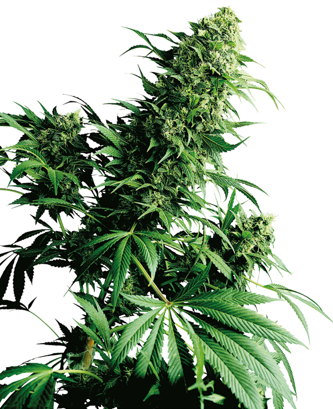 Shiva shanti 1 regular (10) sensi seeds