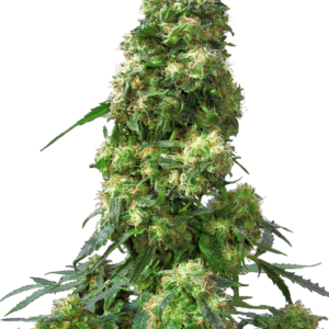 Early skunk