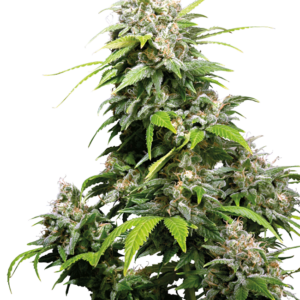 California indica