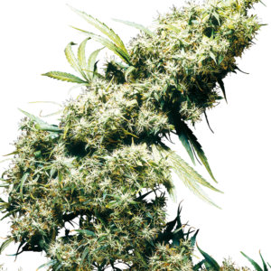 Jamaican pearl
