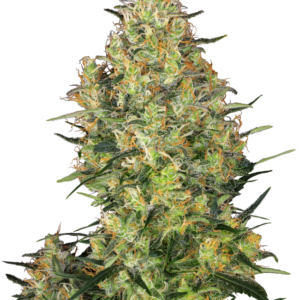 Shiva skunk