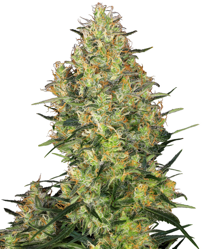 Shiva skunk