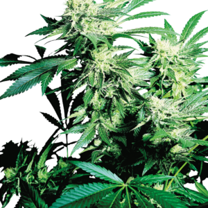 Skunk kush