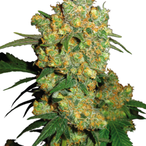 Big bud