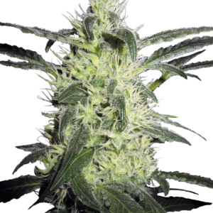 Silver haze