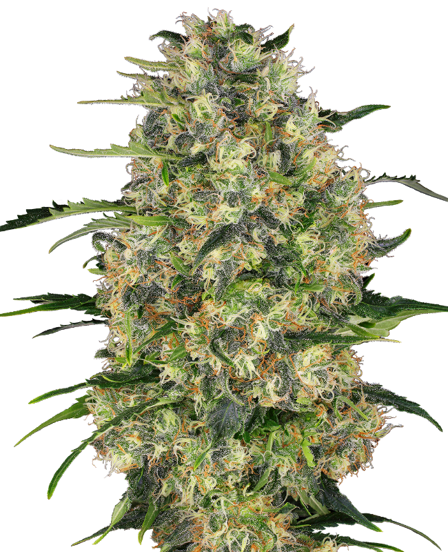 Black domina (1) 100% sensi seeds
