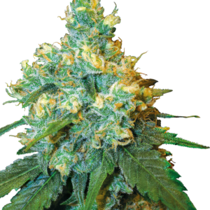 Jack herer