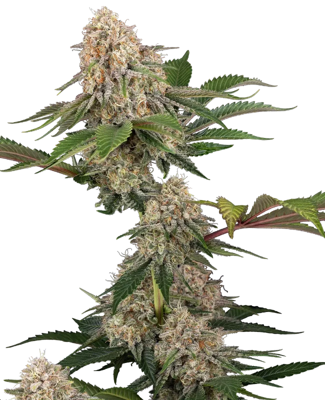 Sticky berry mints xxl