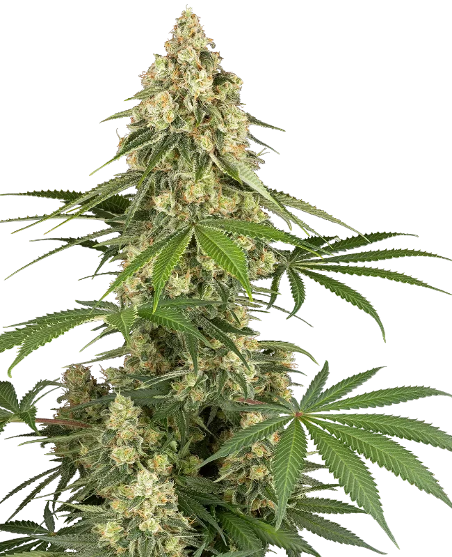 Sticky organge xxl