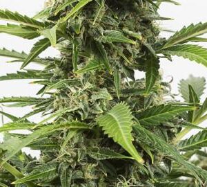 Auto Critical +