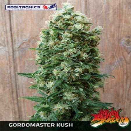 Gordo master kush (5) 100% positronics