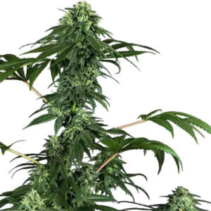 420 punch