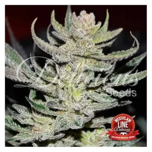 Desconocida kush 100% delicious